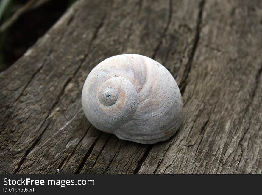 Shell on piece of wood. Shell on piece of wood