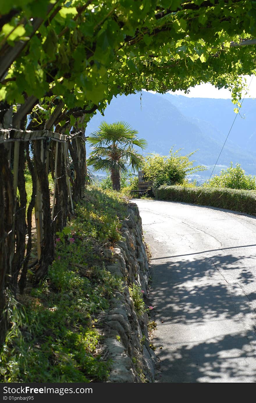 Hiking path under the grapevine