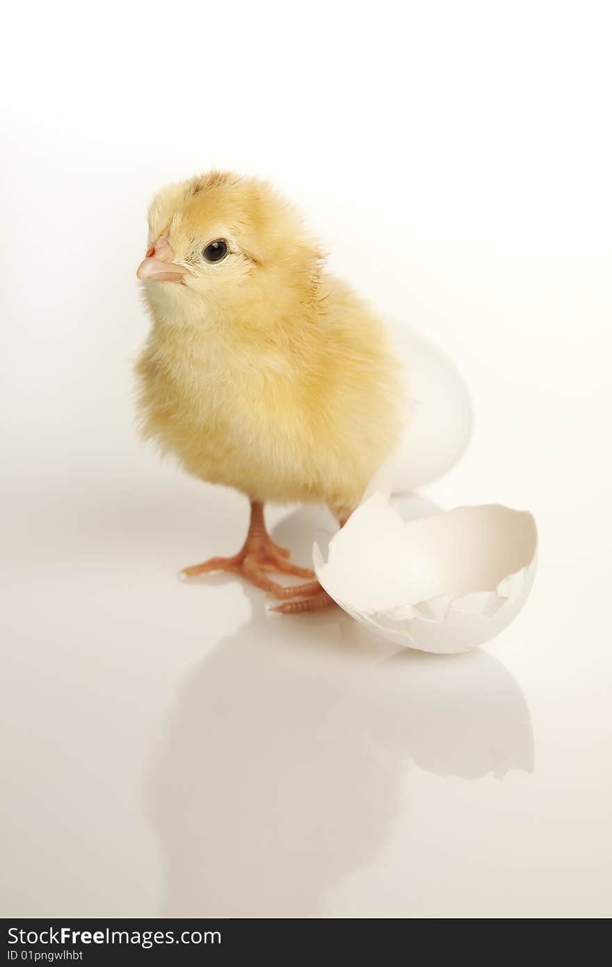 Baby hens over white background with reflection. Baby hens over white background with reflection