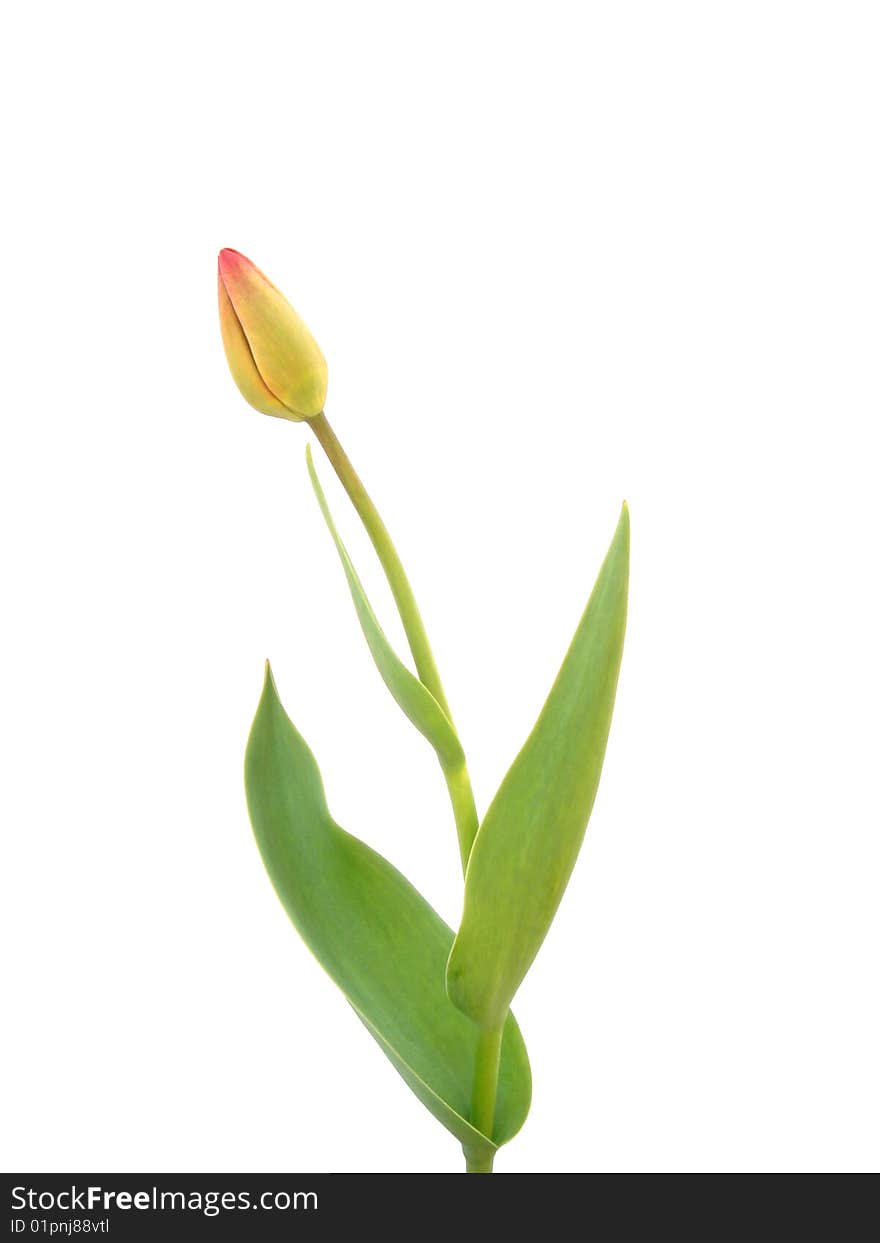 The Tulip.