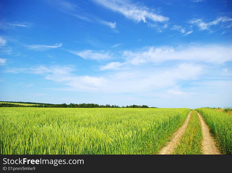 Field on a background of the blue sky. Field on a background of the blue sky