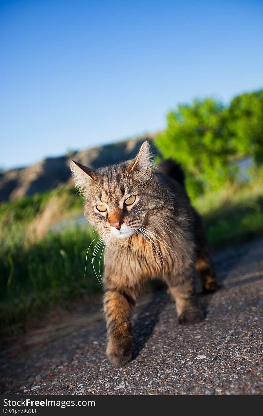 A prowling cat on the hunt. Shallow depth of field. A prowling cat on the hunt. Shallow depth of field.