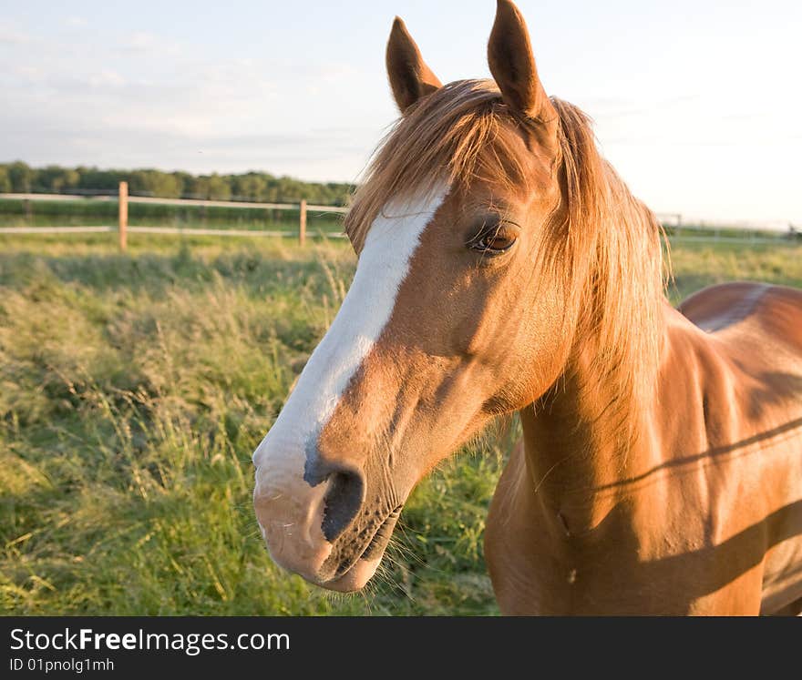 Close up photo of a horse's head. Close up photo of a horse's head