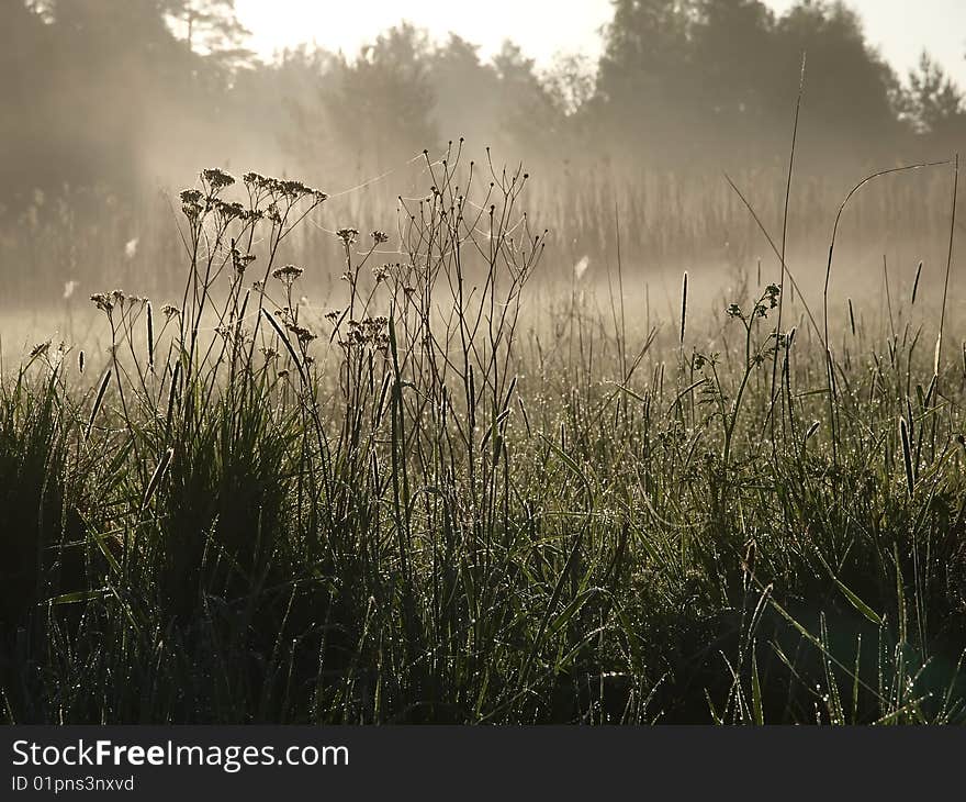 Foggy Morning