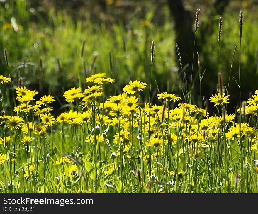 Summer Flowers