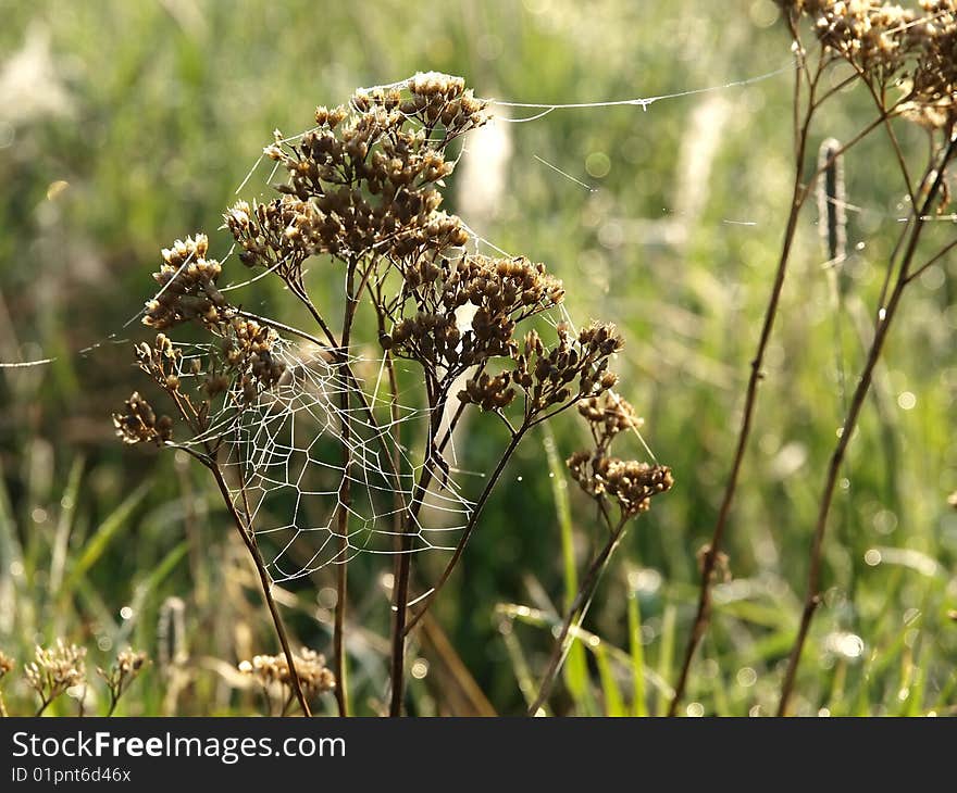 Spiderweb