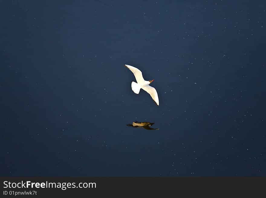 Flying Seagull