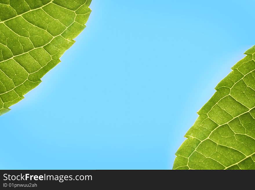 Two Hydrangea leaves framing a blue sky on the top left and bottom right of the image. Copy space in the centre of the image.