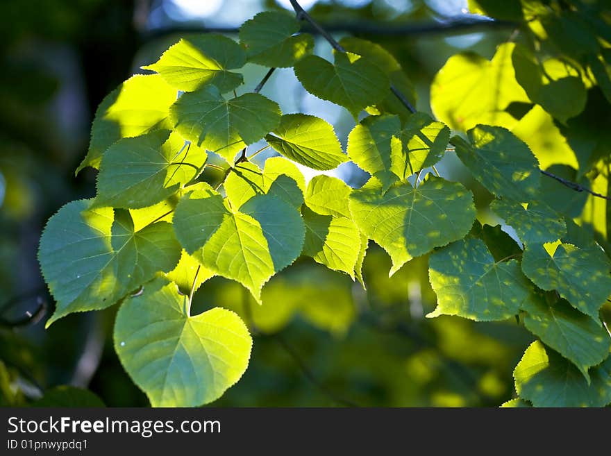 Green Leaves Of A Linden