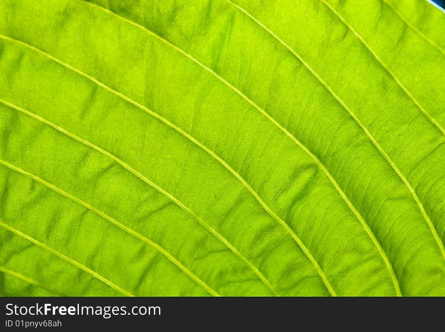 Close up of a green leaf with veins. Close up of a green leaf with veins