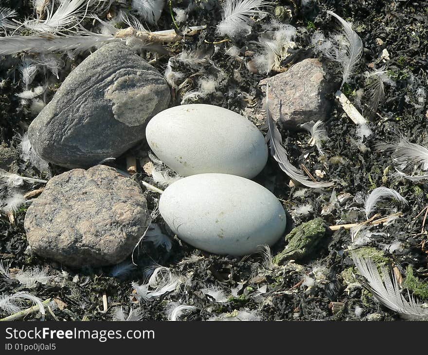 Nest of a swan