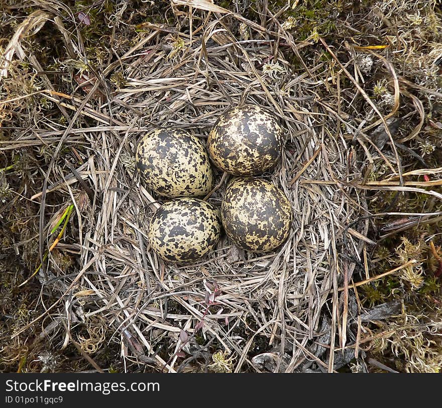 Bird s-nest