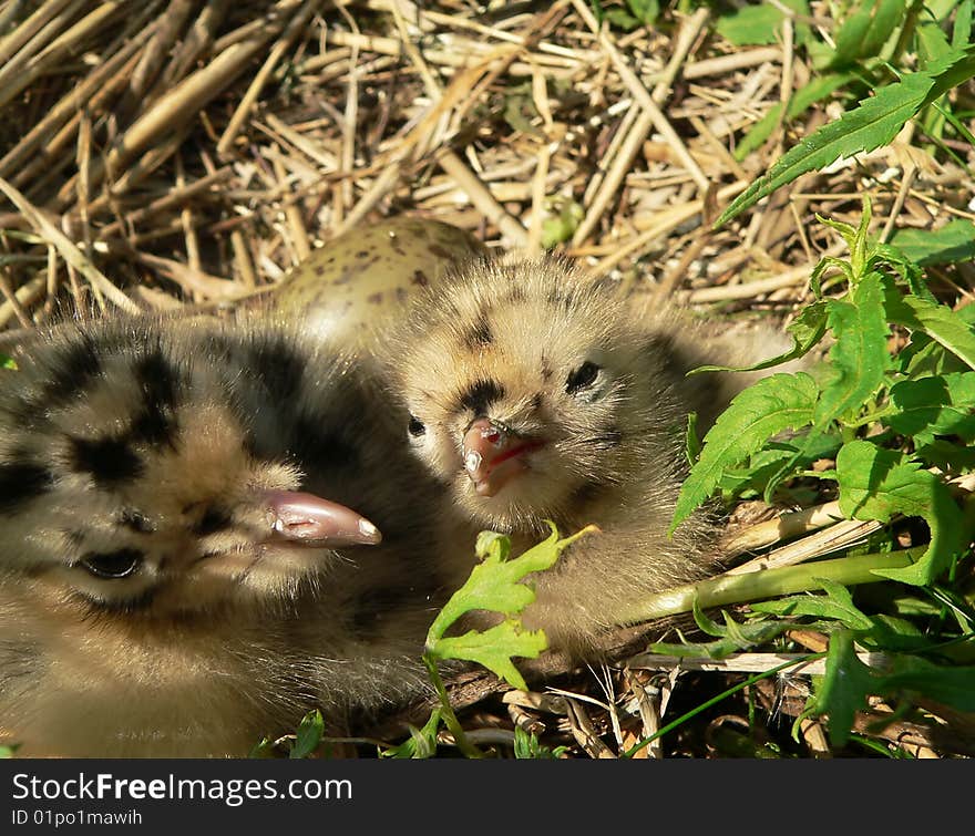 Nestlings of gull