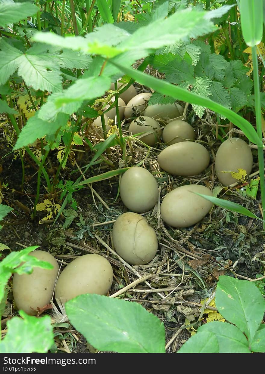 Nest of wild duck