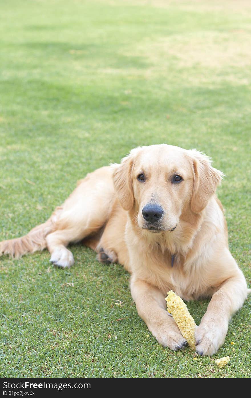 Obedient golden retriever puppy lying on the green grass holding a corn in his paws.