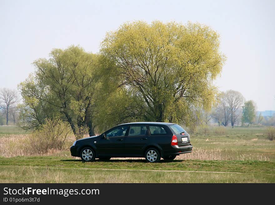 Two willows near the lake and a black cat. Two willows near the lake and a black cat