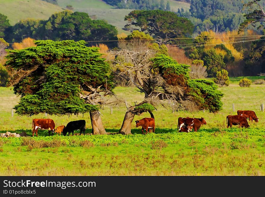 Cattle farming in the countryside