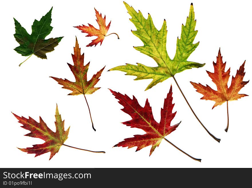 Many different autumn leaves isolated on white