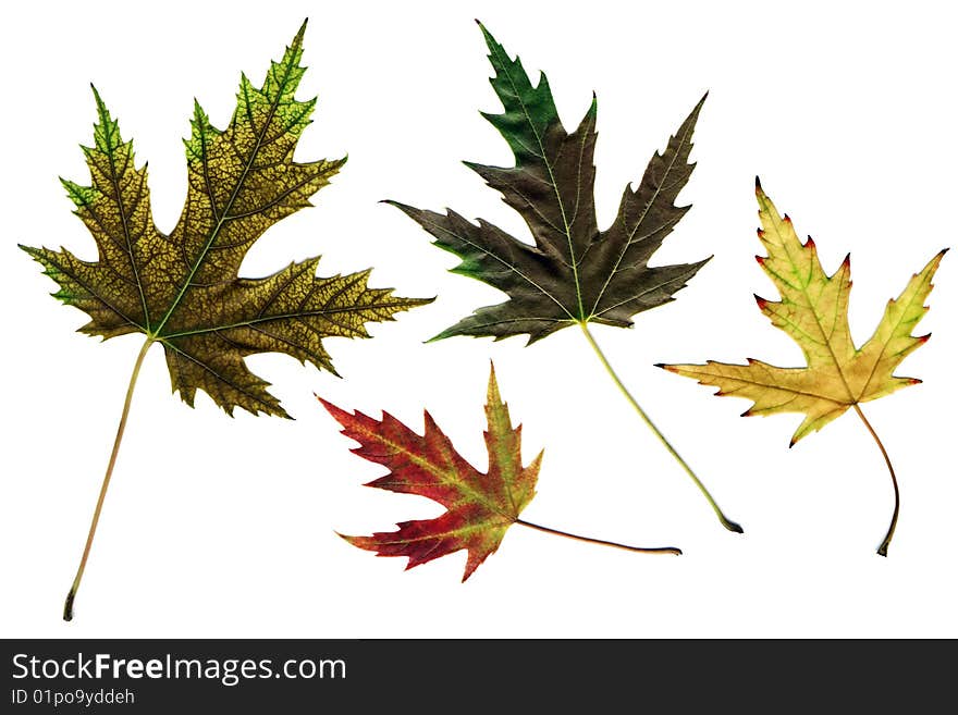 Many different autumn leaves isolated on white