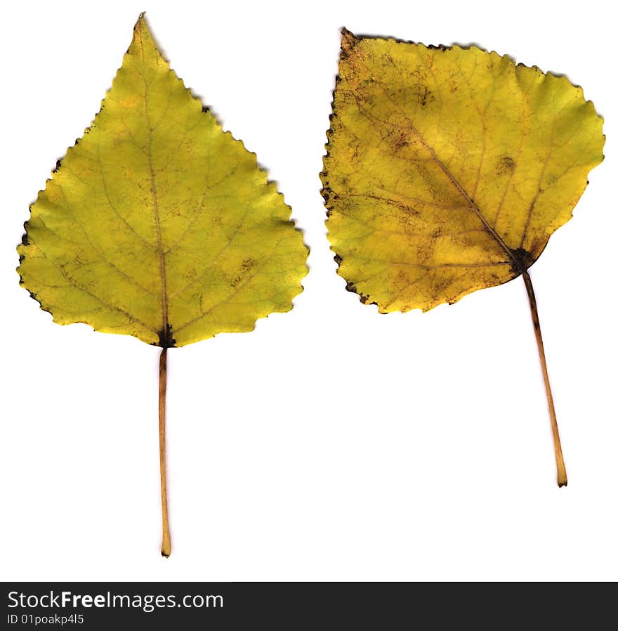 Autumn lime leaves isolated on white