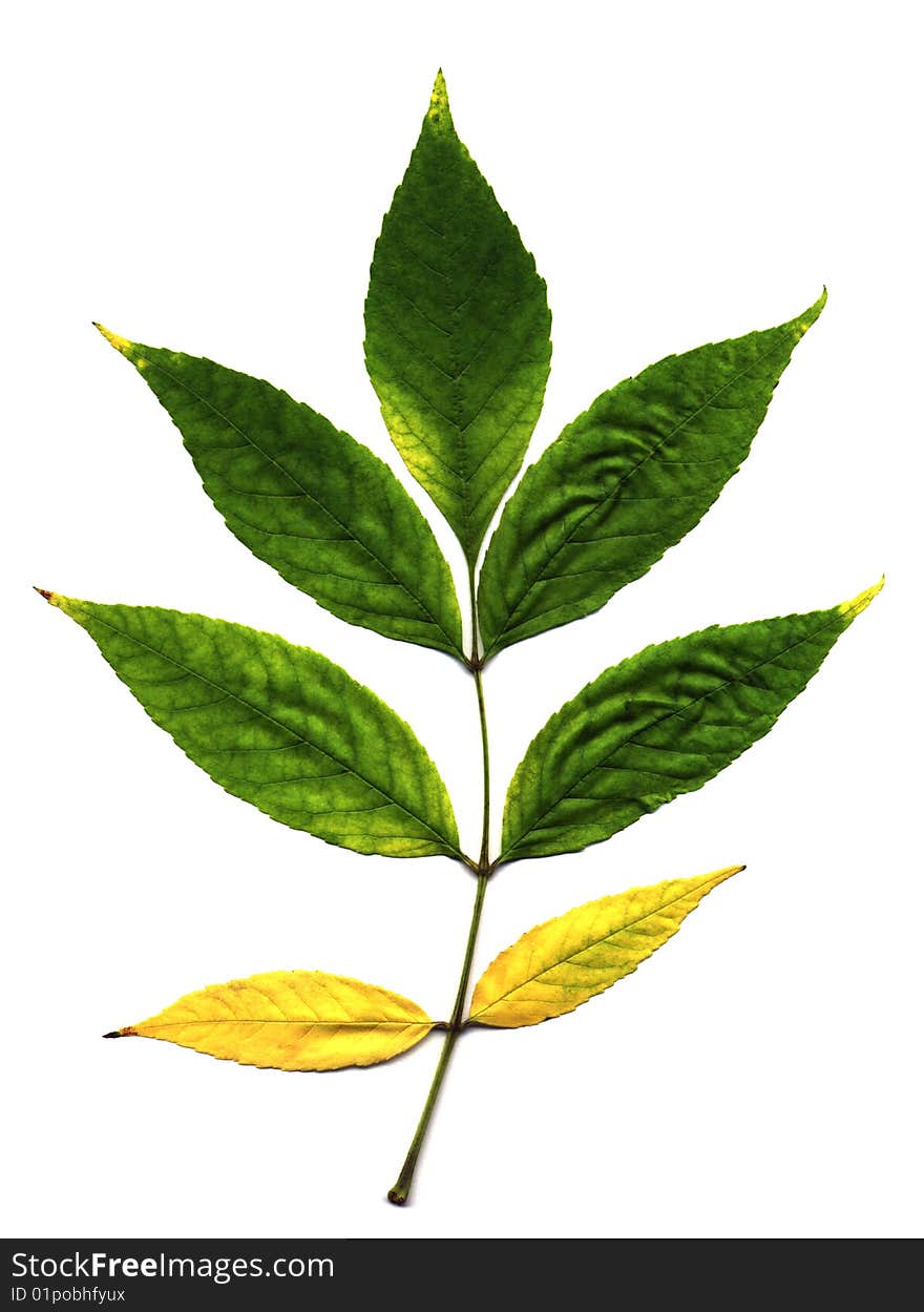 Leaf