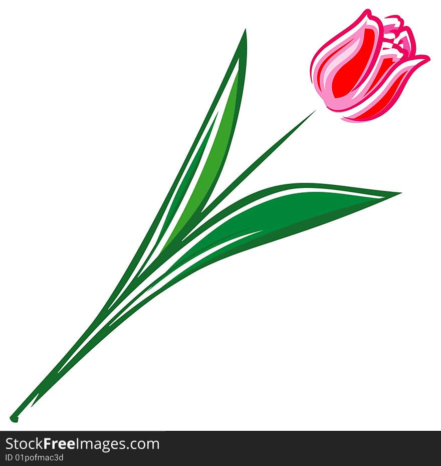 Tulip (Vector Illustration)