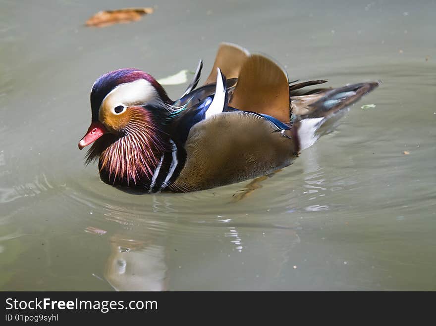 Mandarin Duck