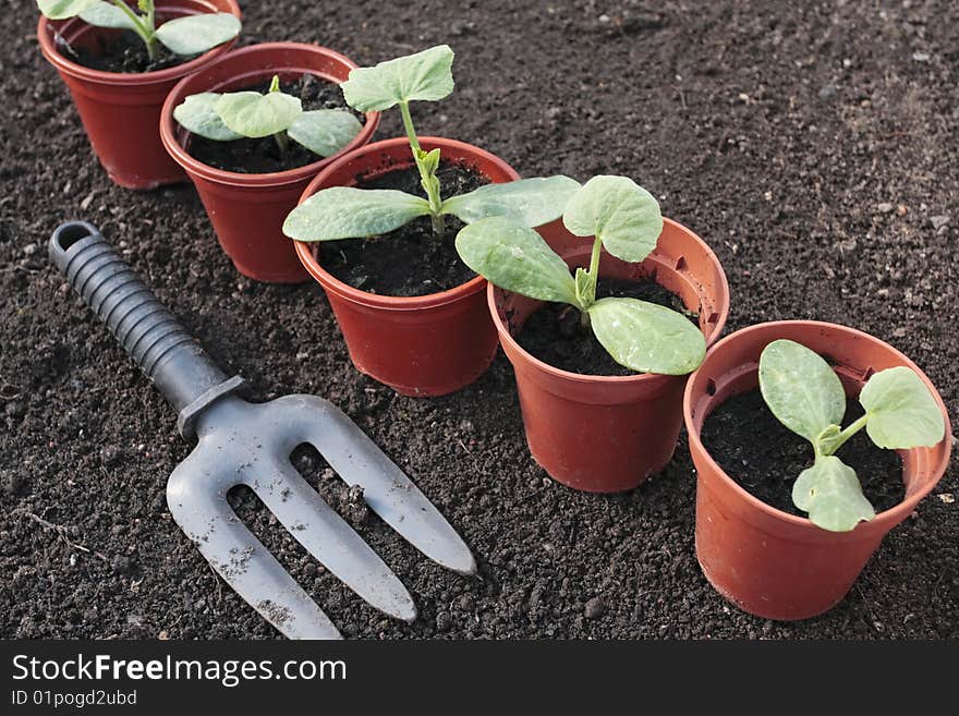 Vegetable seedlings growing in pots