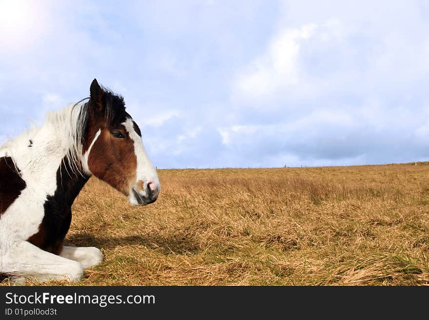 Horse resting