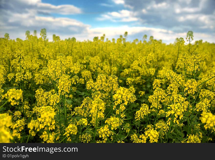 Spring landscape and the cloudy sky. A yellow field.