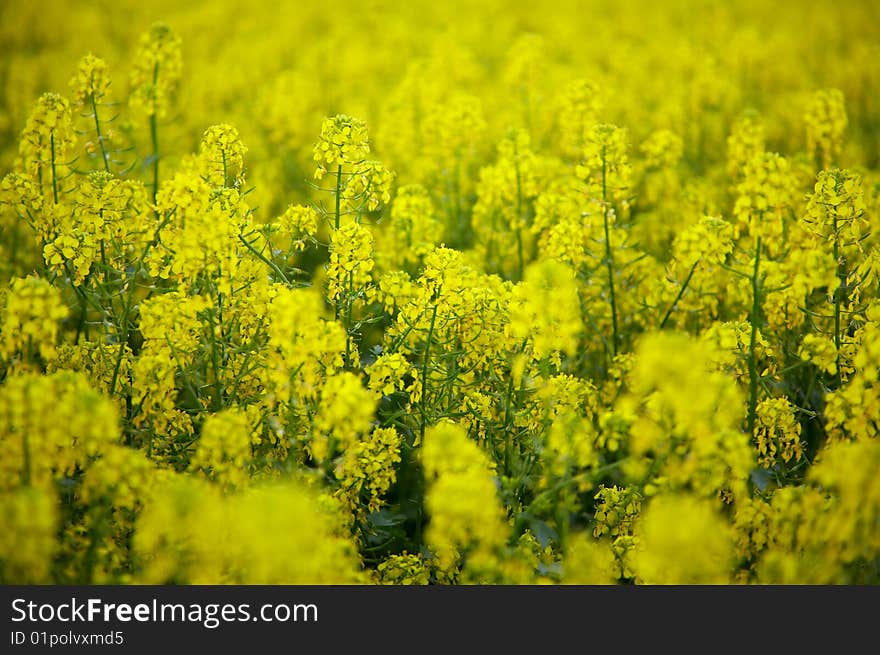 Spring landscape. A yellow field.