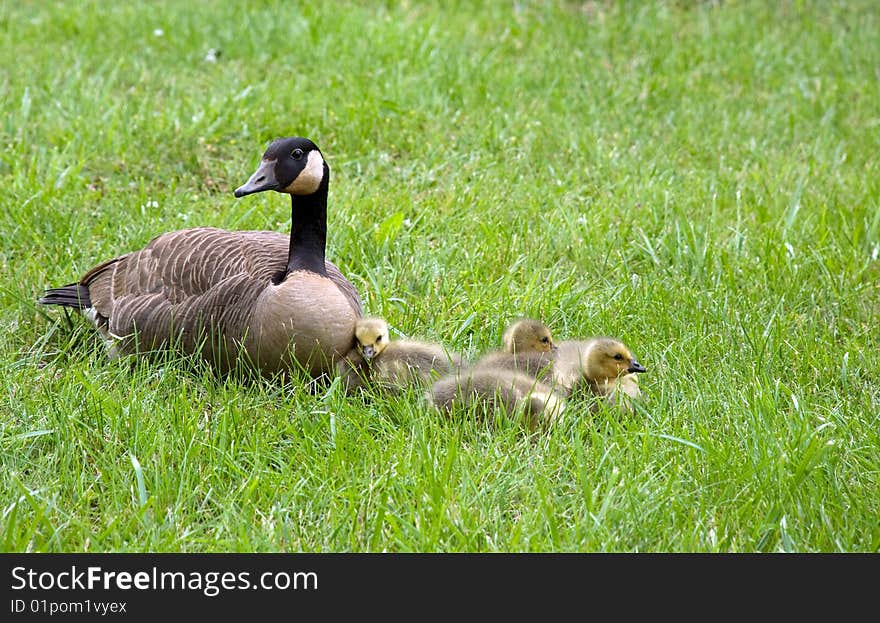 Mother Goose and goslings