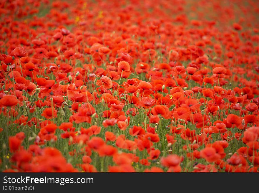 A field of red poppies