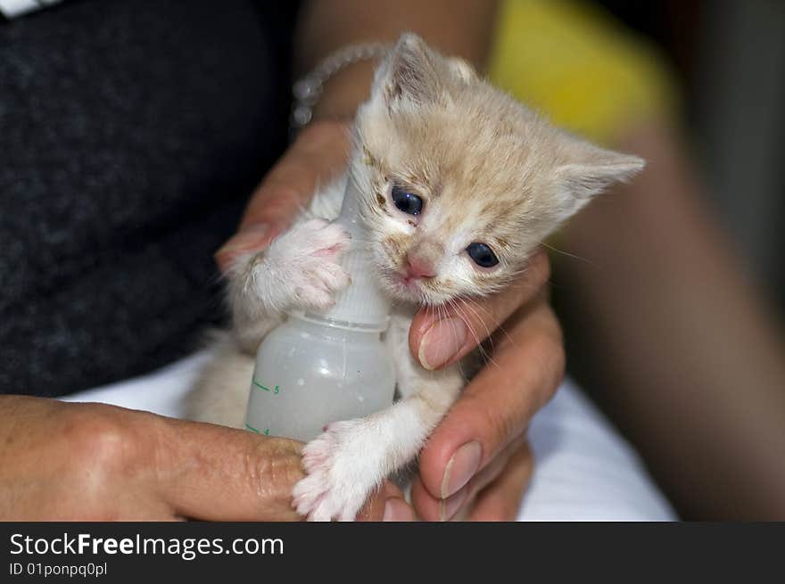 Feeding little kitten with nipple