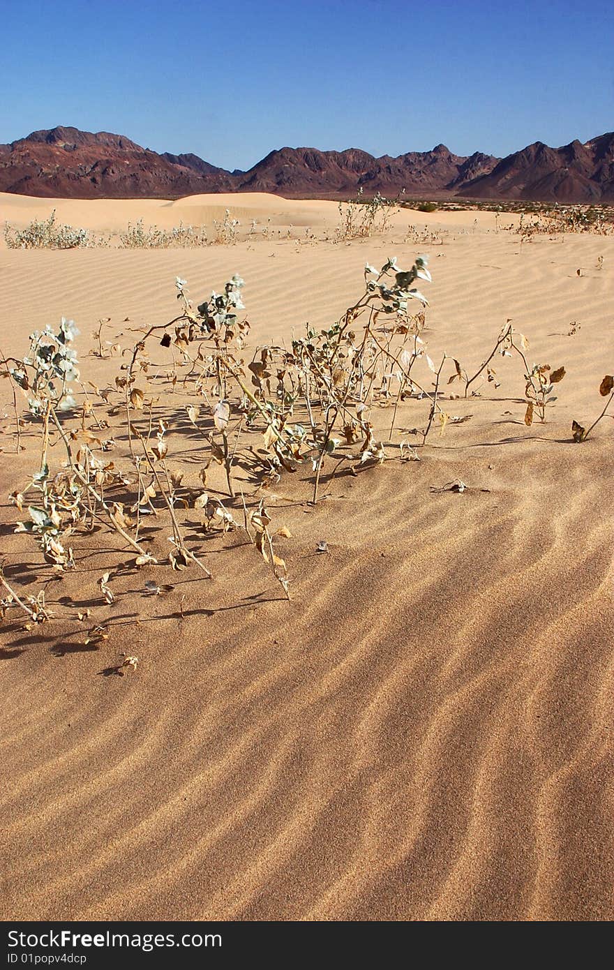 Dunes in Baja California, north of Mexico