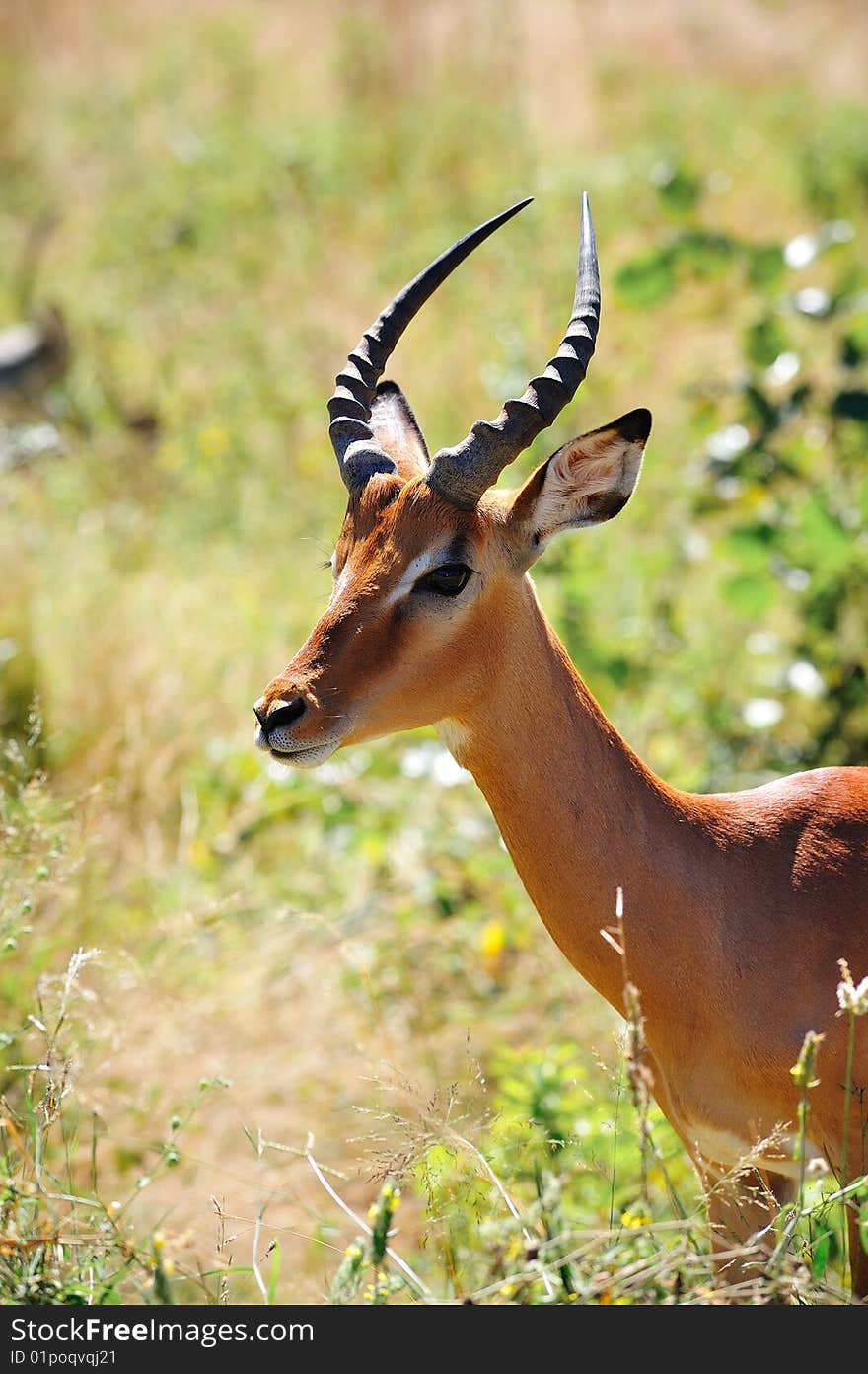 Impala Male (Aepyceros Melampus)