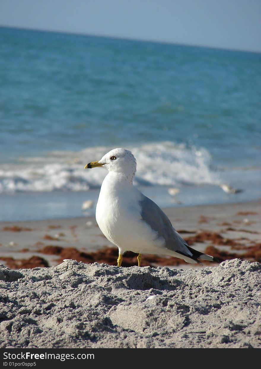 Seagull on the sand at the beach. Seagull on the sand at the beach