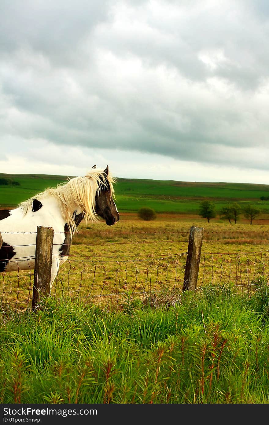 Beautiful horse in scottish fields close up. Beautiful horse in scottish fields close up