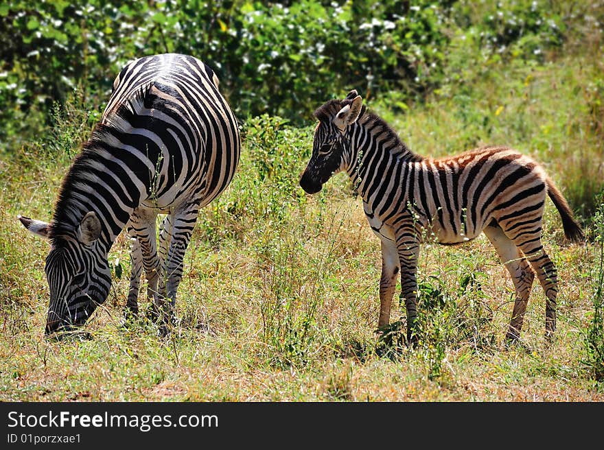 Zebra with very young Cub in the bush of a nature reserve (South Africa). Zebra with very young Cub in the bush of a nature reserve (South Africa)