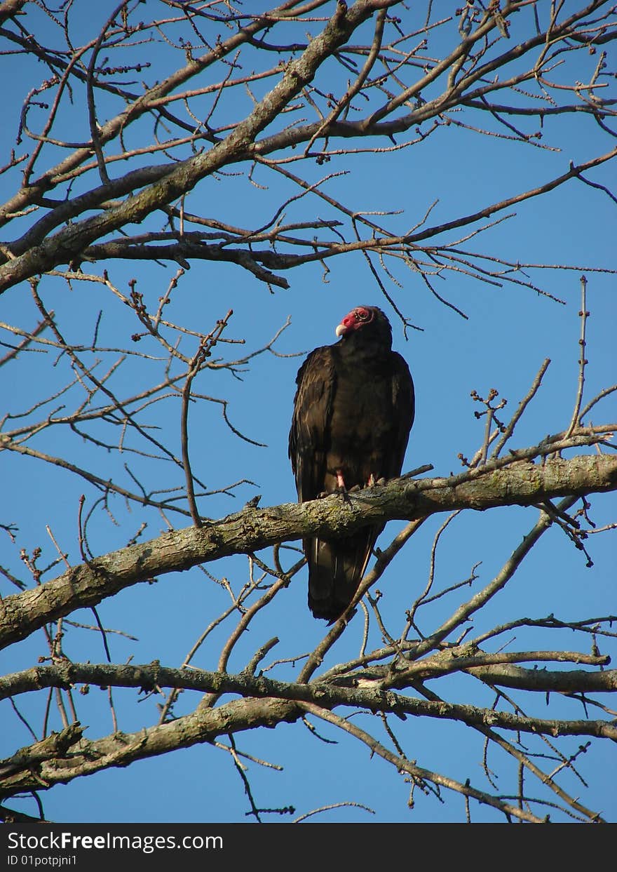 Turkey vulture