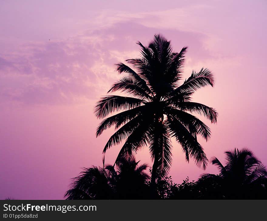 A Background of a silhouette of a coconut tree in a pinkish sky during dusk. A Background of a silhouette of a coconut tree in a pinkish sky during dusk