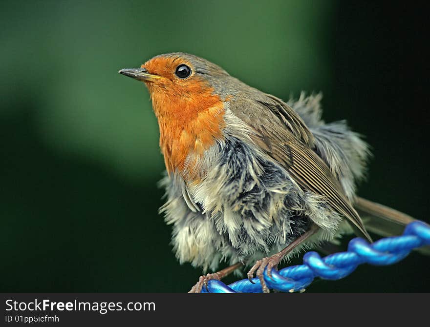 Fluffy Robin