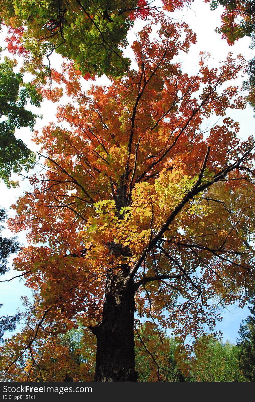 Orange and yellow maple tree in fall. Orange and yellow maple tree in fall