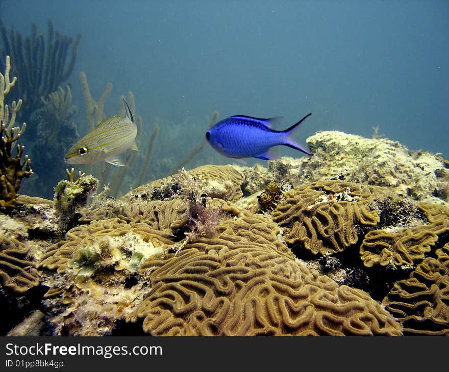 Blue Damselfish