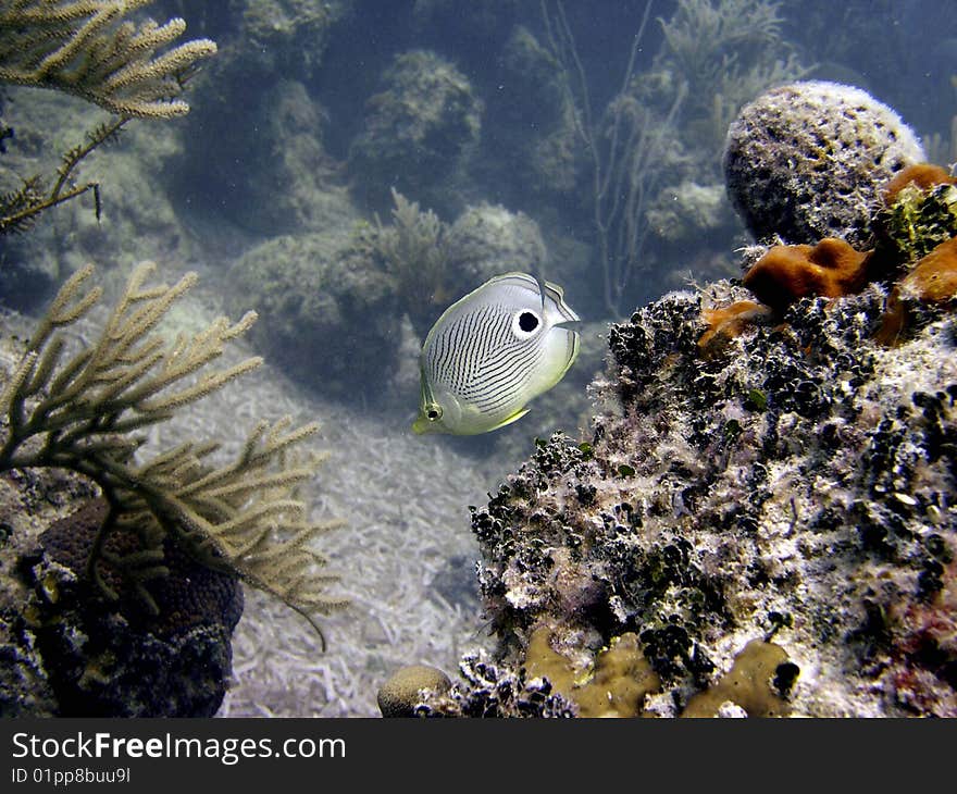 Butterfly Fish