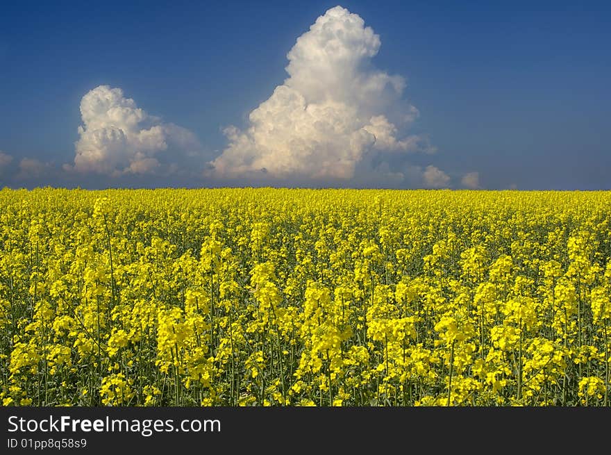 A big yellow canola field. A big yellow canola field