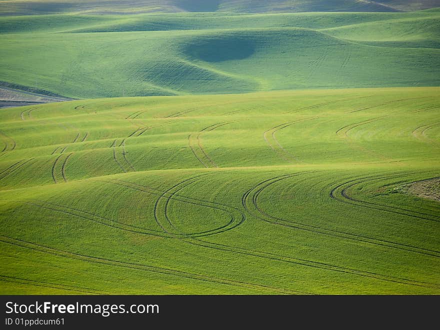 The Palouse of eastern Washington with spring wheat growth. The Palouse of eastern Washington with spring wheat growth.