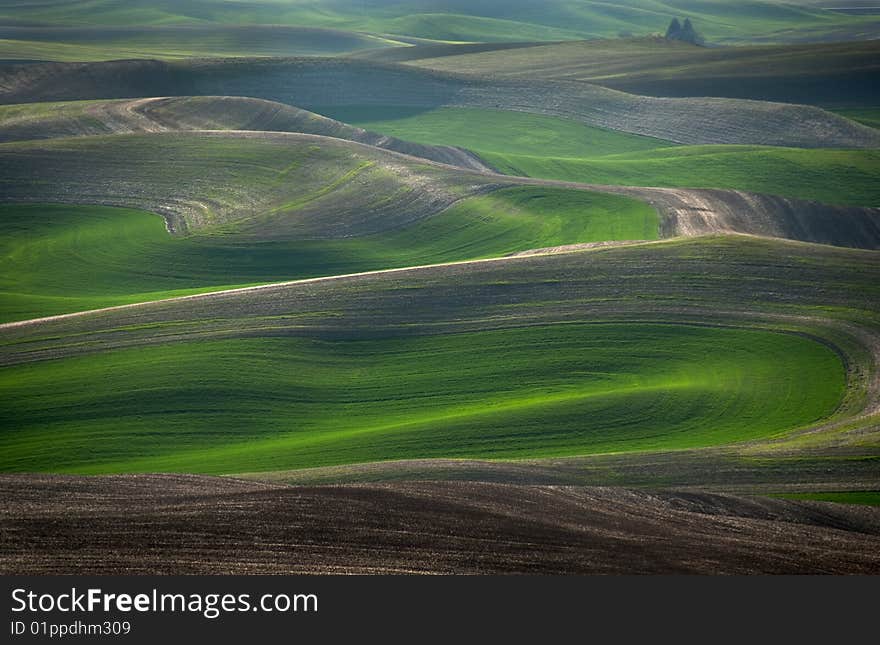 New wheat emerges on the planted curves of the Palouse in eastern Washington. New wheat emerges on the planted curves of the Palouse in eastern Washington.