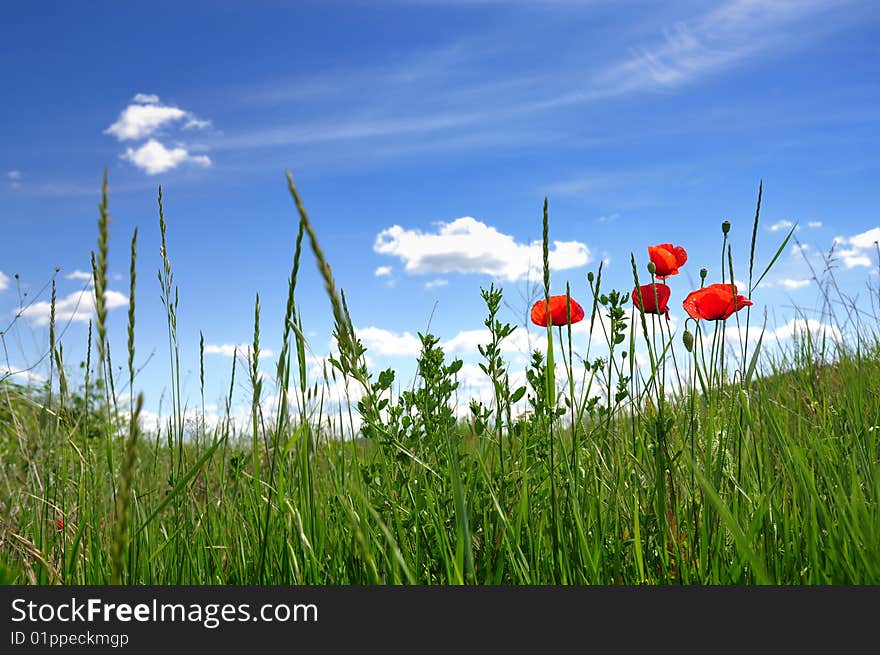 Poppies in field