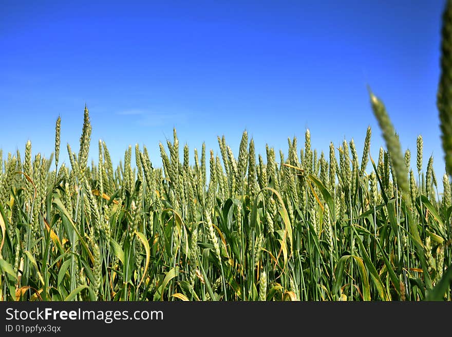 Fresh   Wheat field